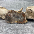 Tranche "Lacher Prise" en Bois Fossile (90g) Ref : B15