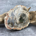 Tranche "Lacher Prise" en Bois Fossile (253g) Ref : B21 - lespierresdubienetre
